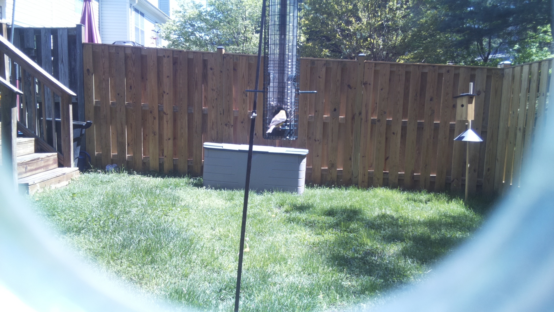 Jacobin Pigeon