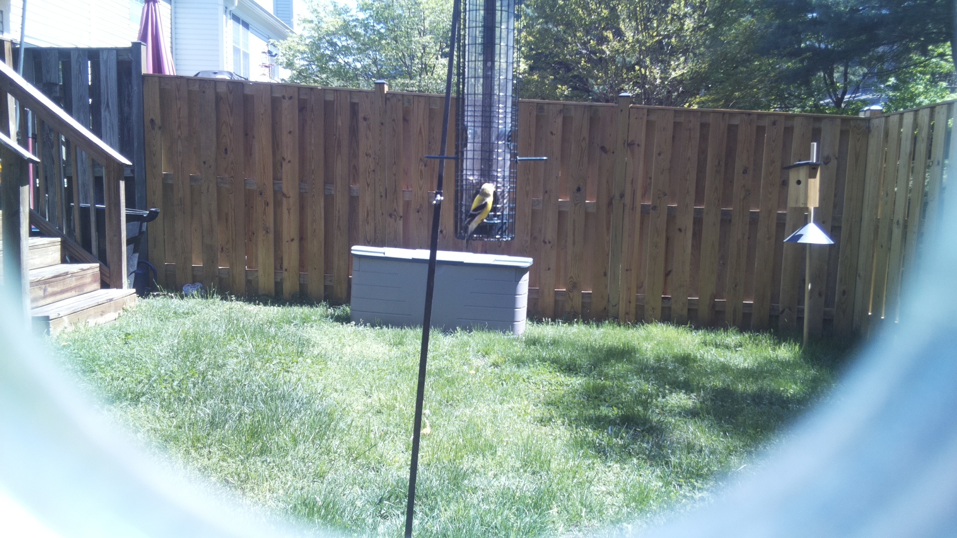 Canary