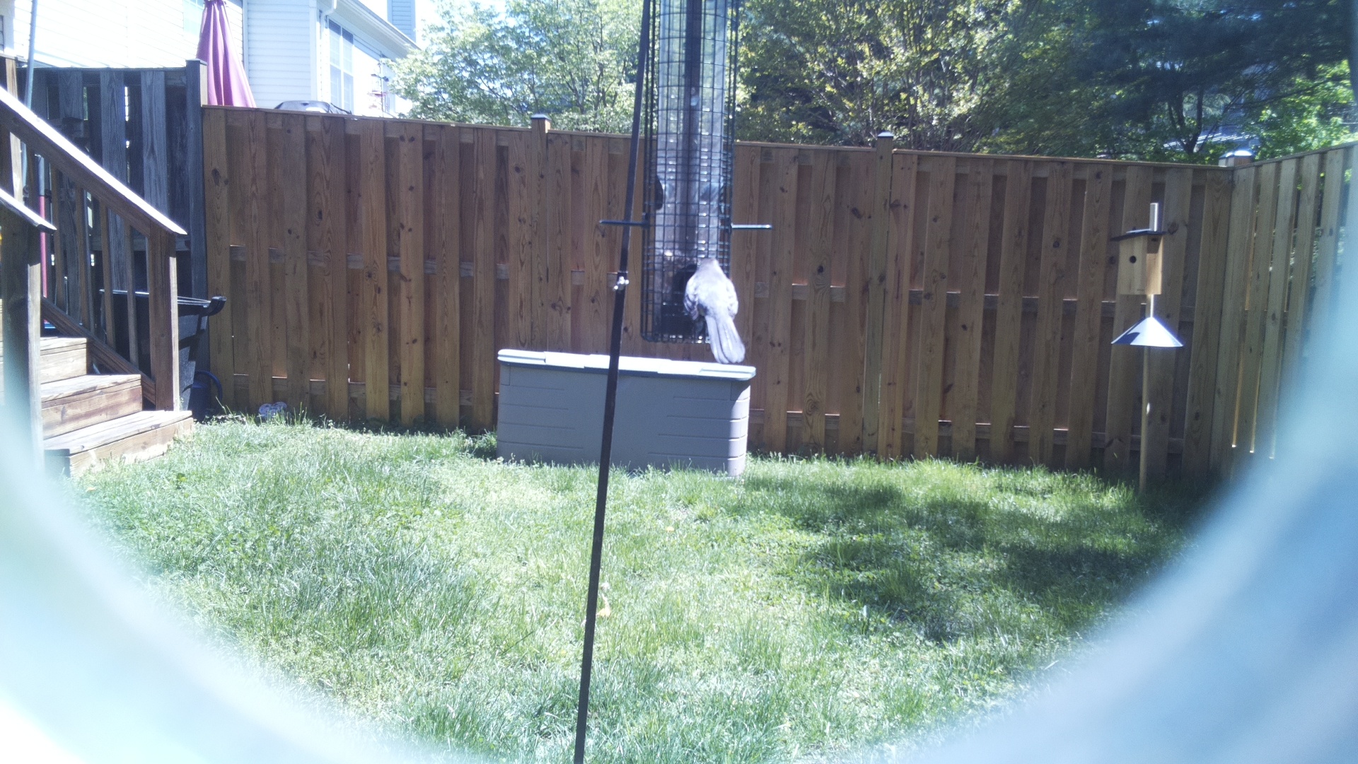 Snowy Owl