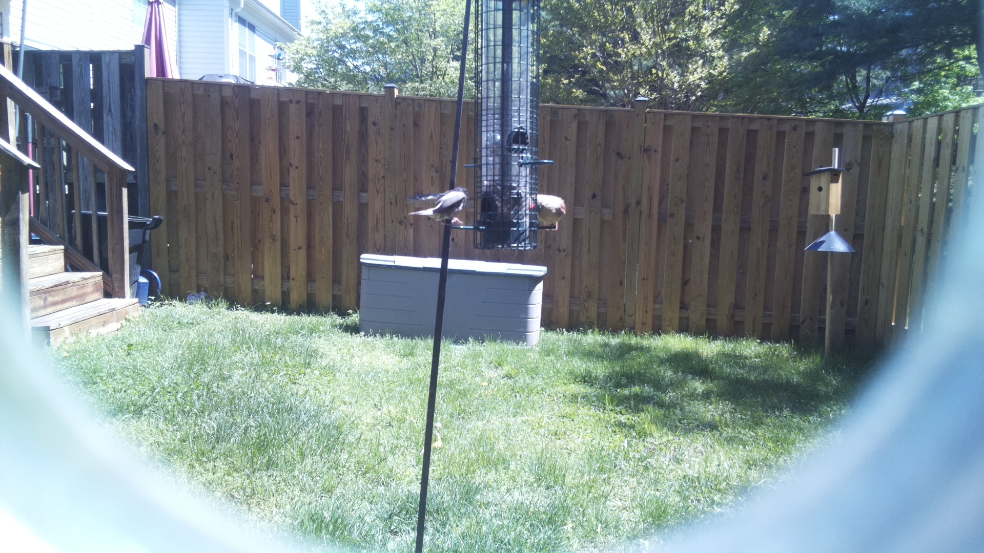 Jacobin Pigeon