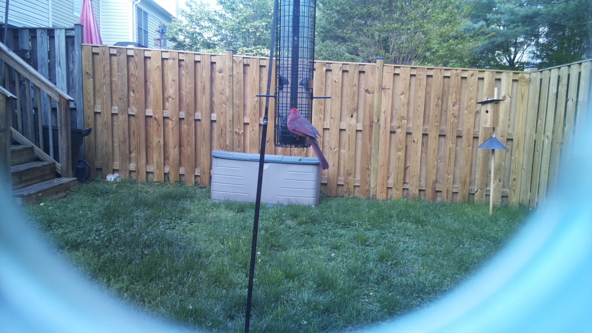 American Flamingo