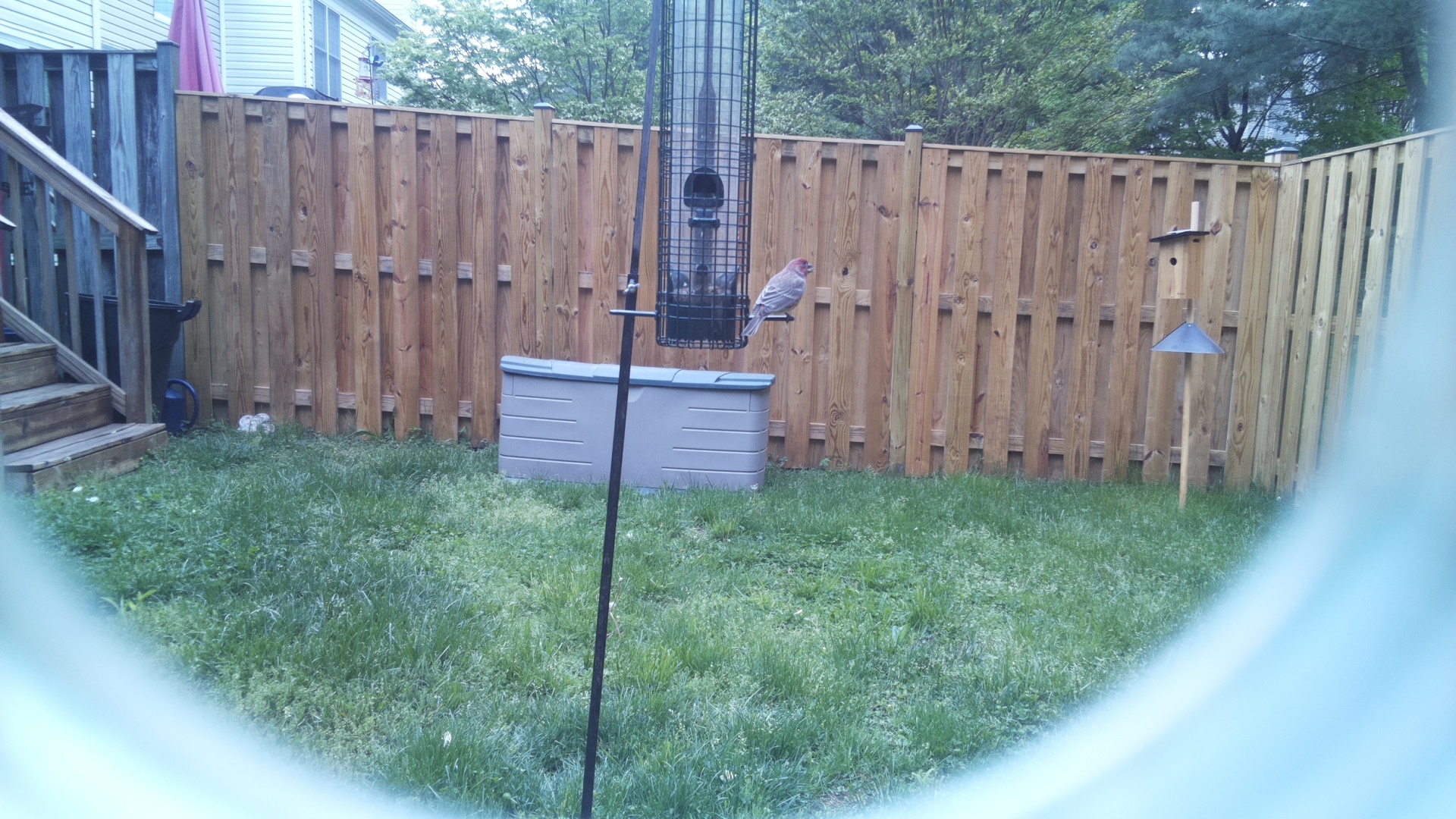 House Finch
