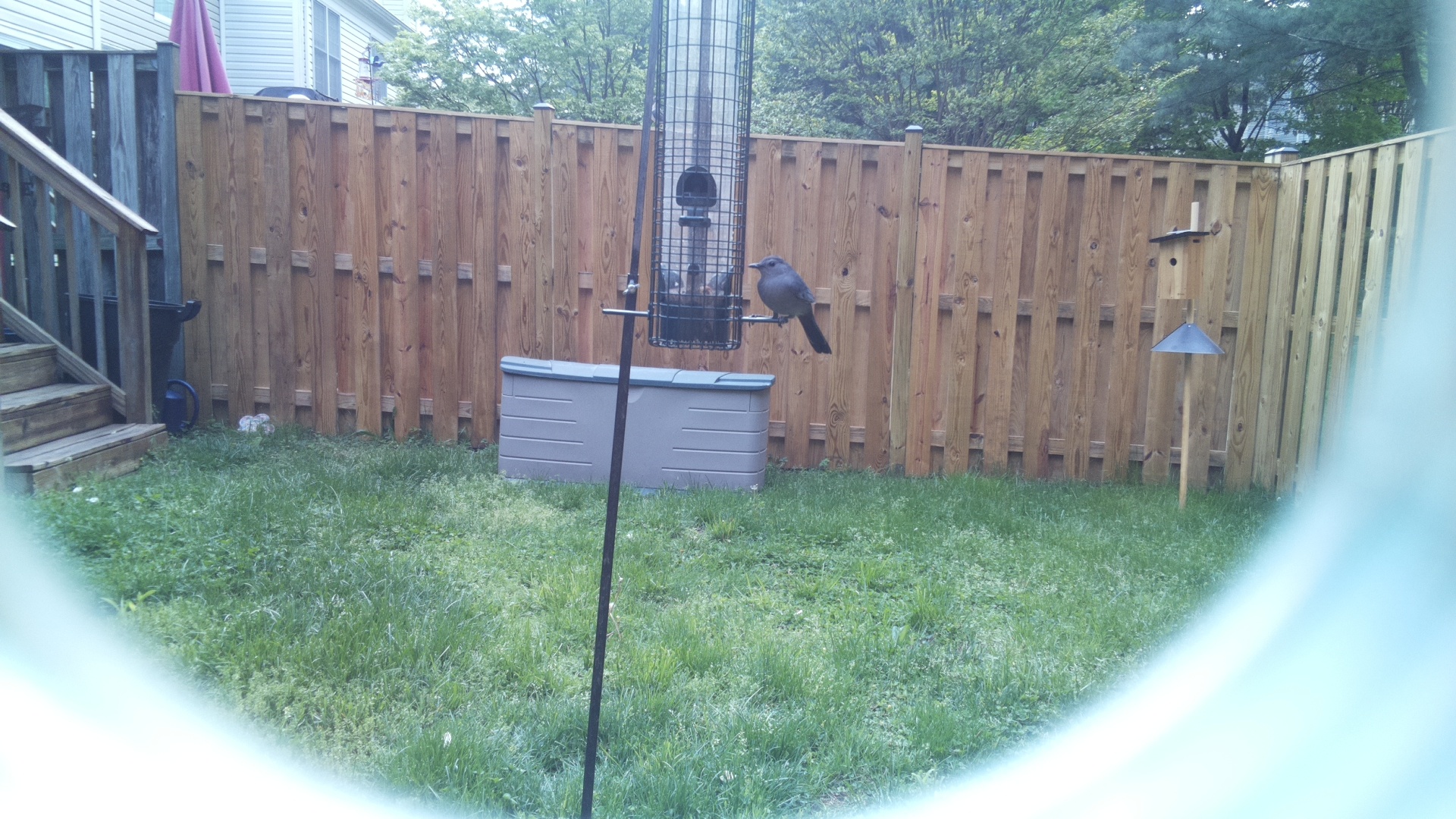 Brewers Blackbird