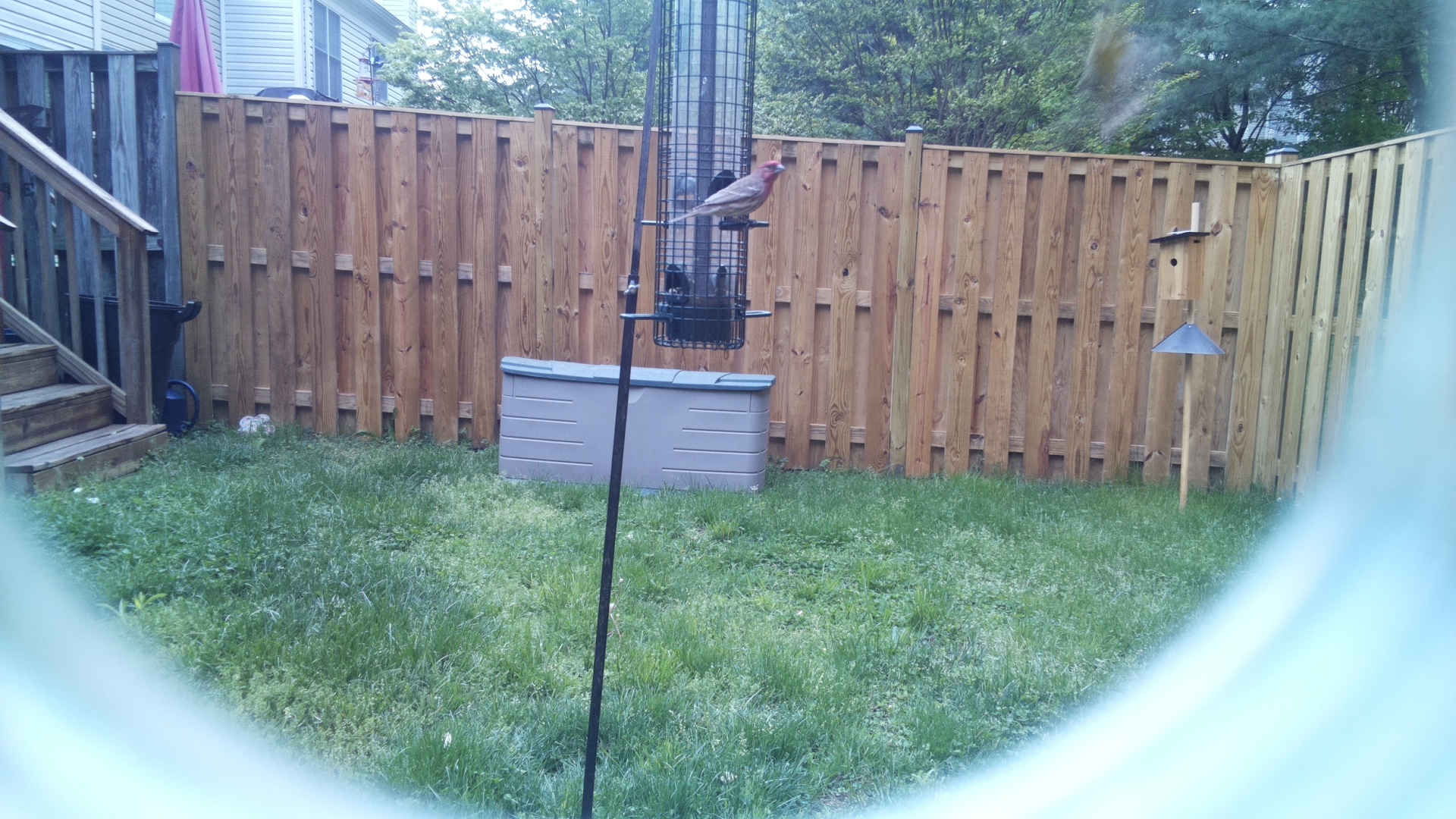House Finch
