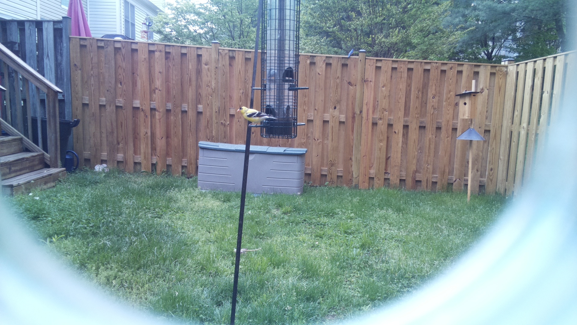 American Goldfinch