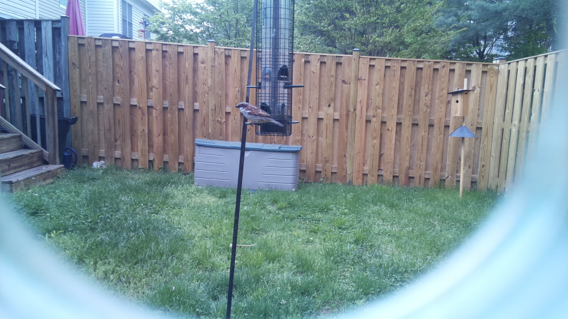 Gray Kingbird