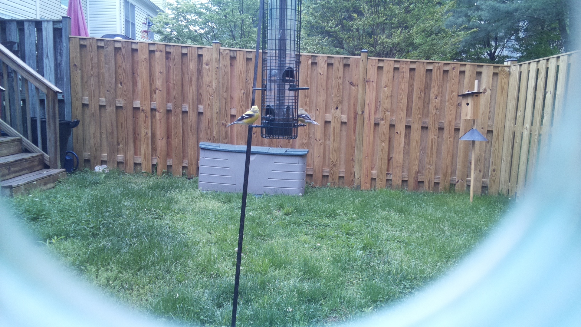 Crested Shriketit