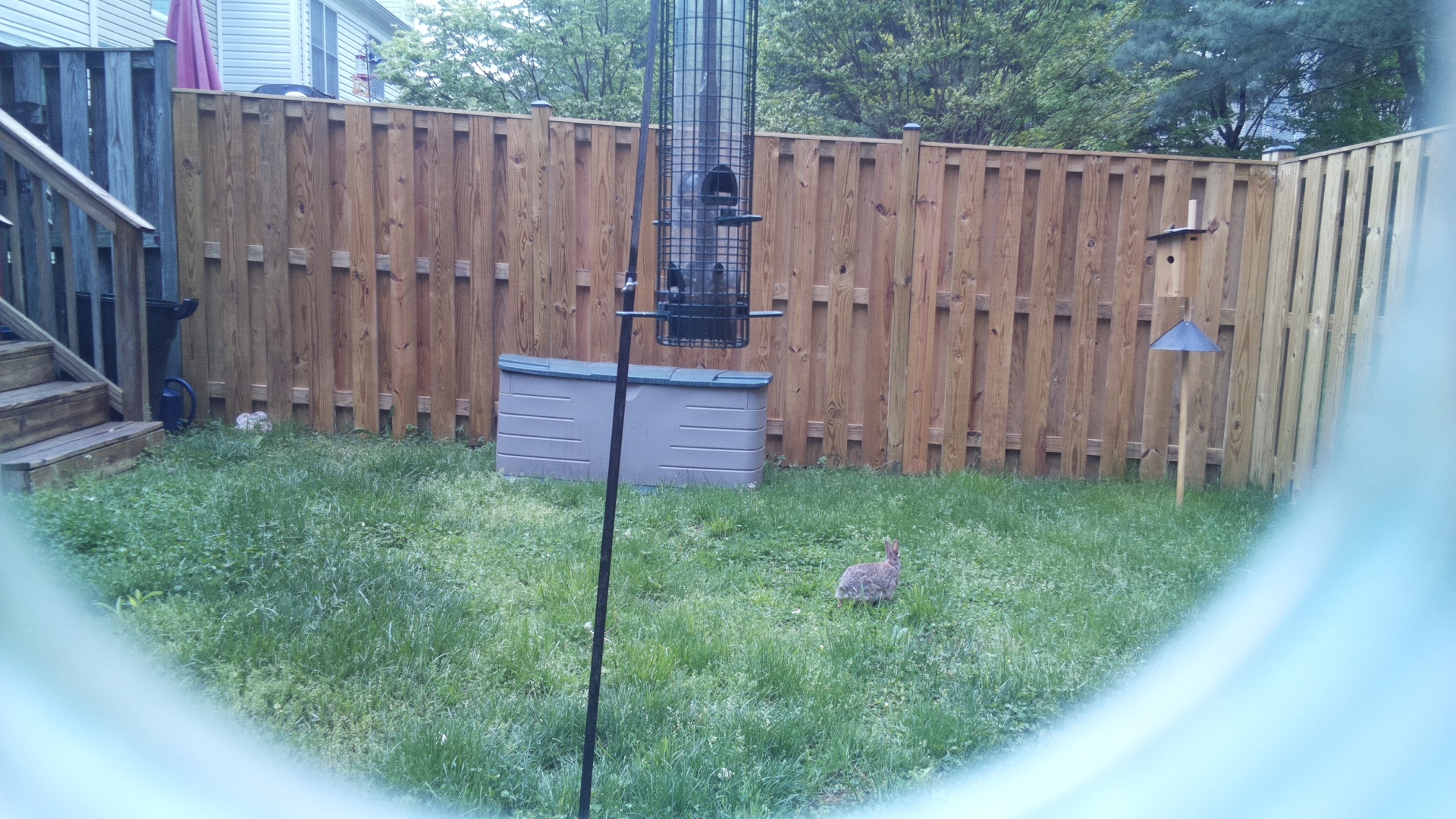 Gray Partridge