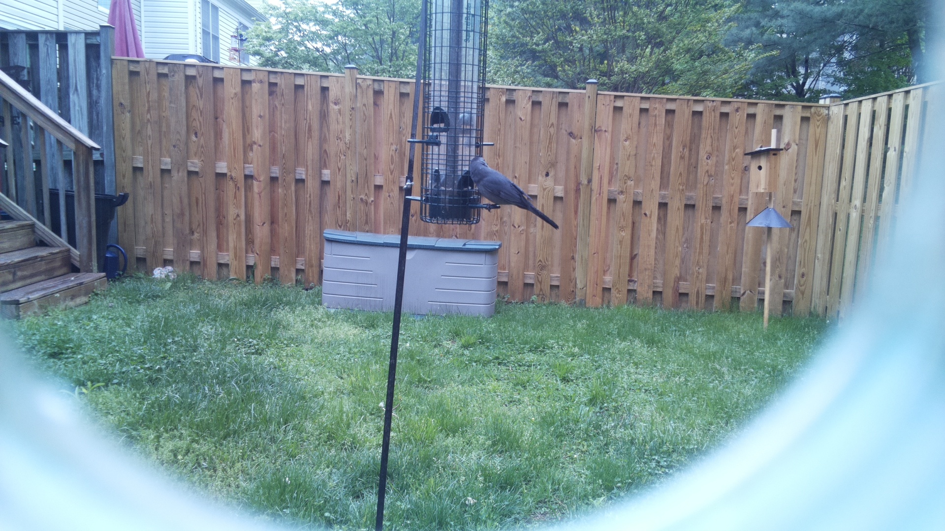 Crane Hawk
