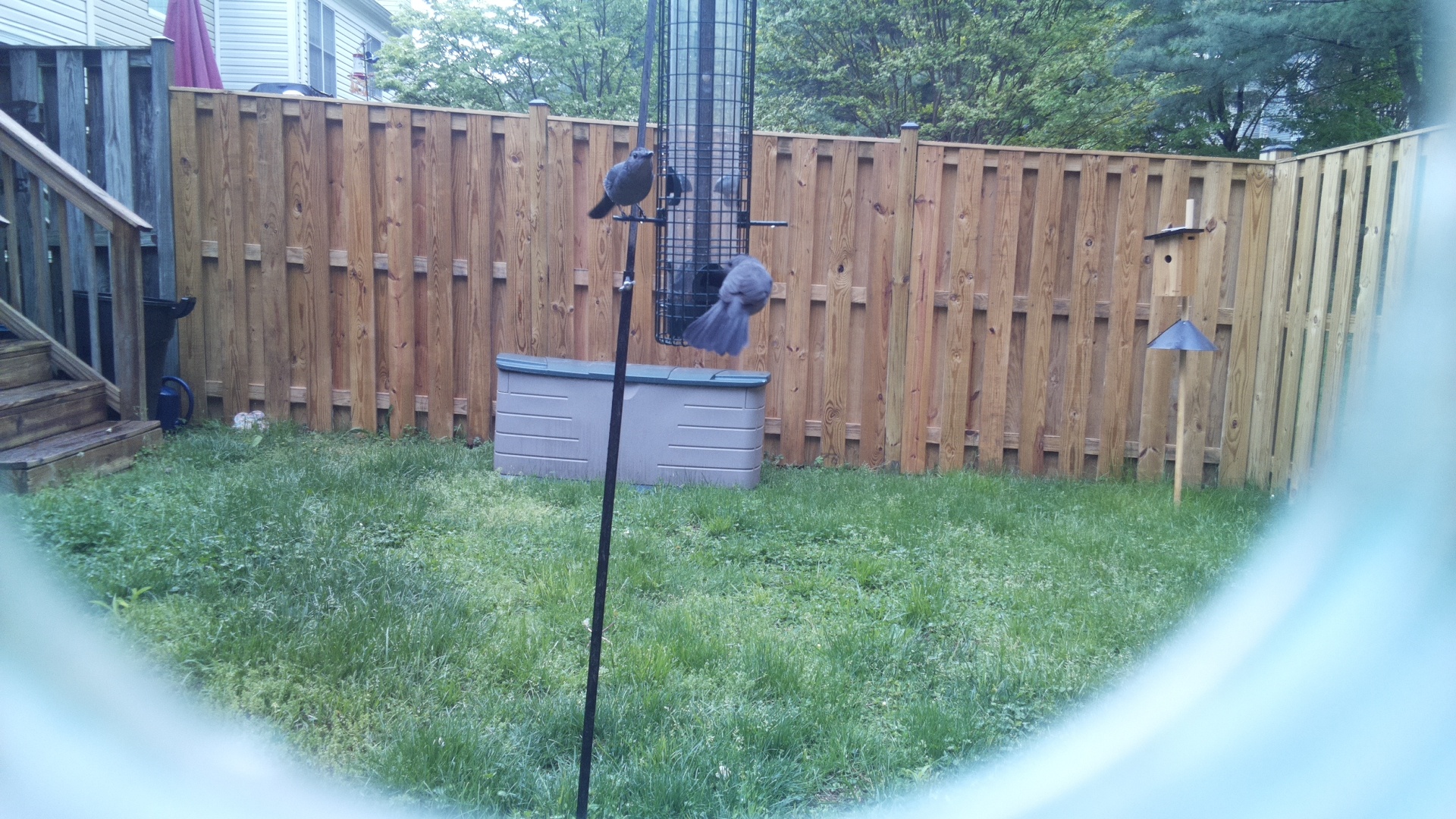Brewers Blackbird