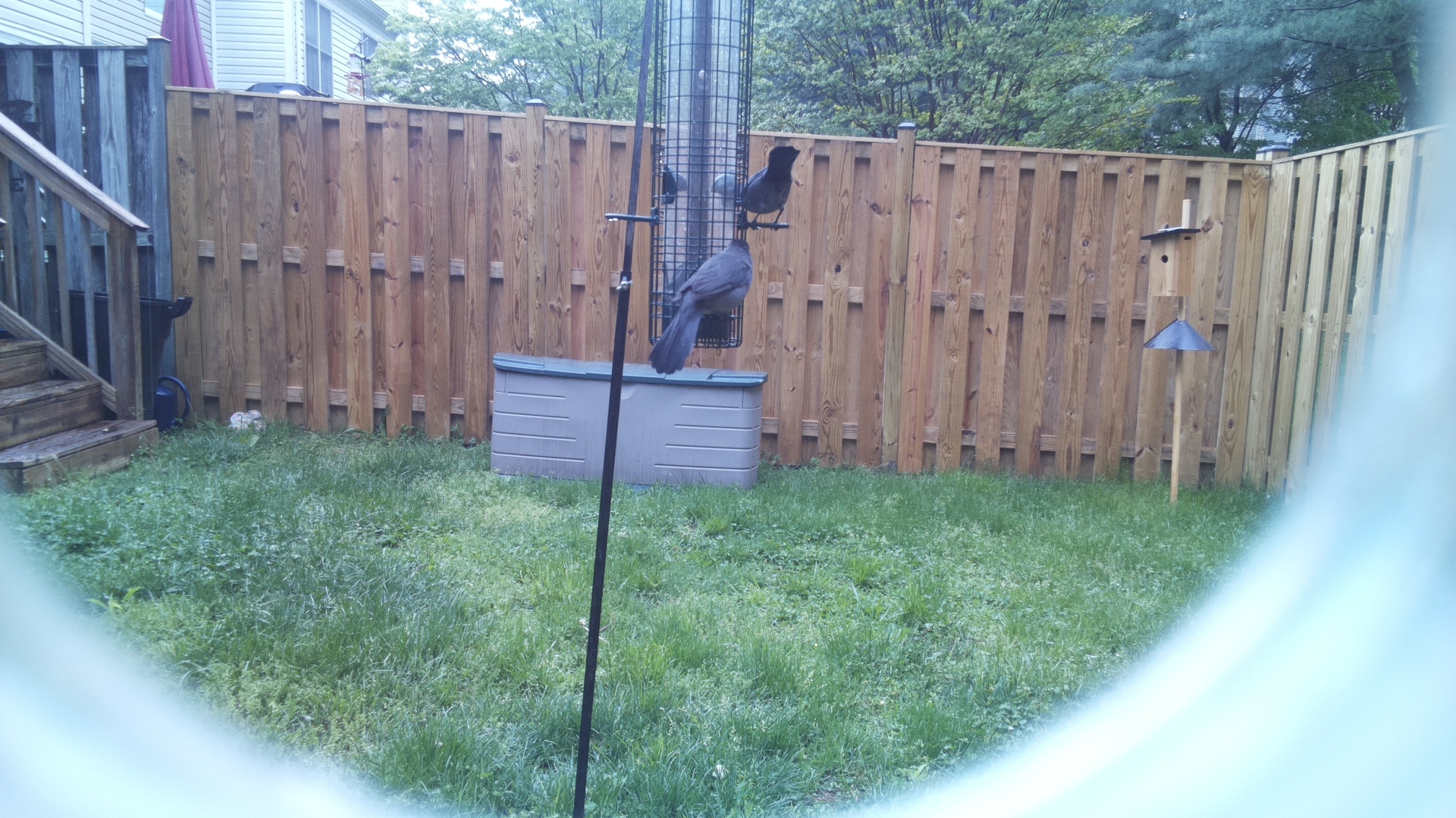 Looney Birds