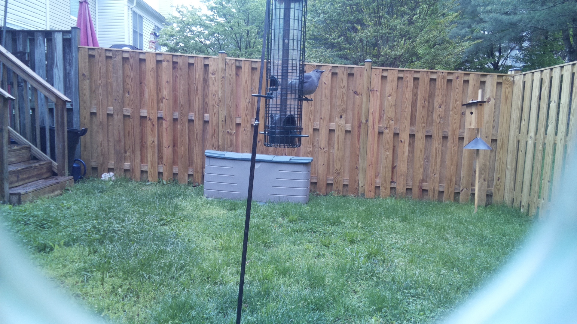 Gray Catbird