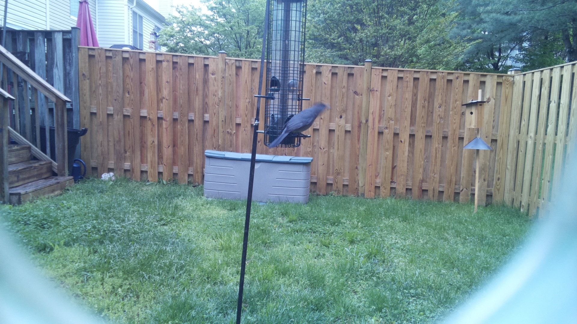 Crested Coua