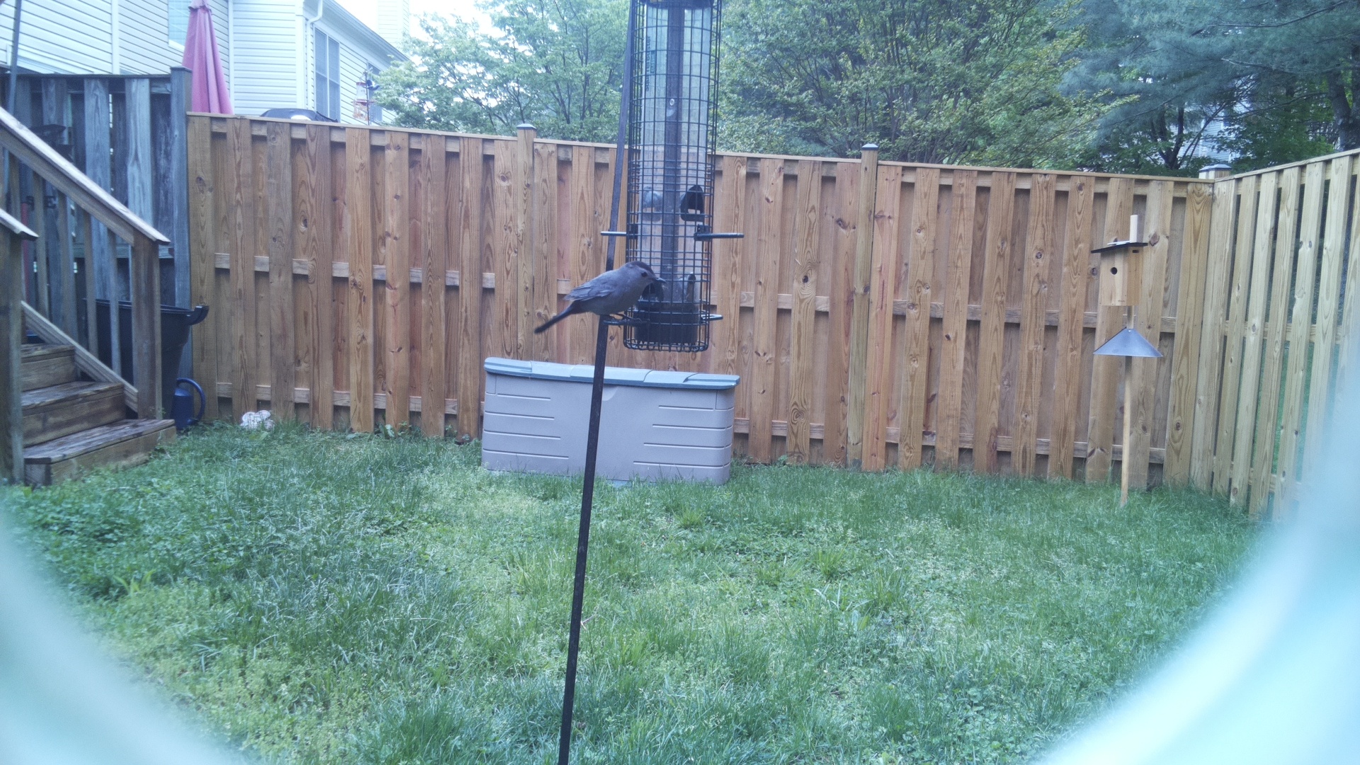 Gray Catbird
