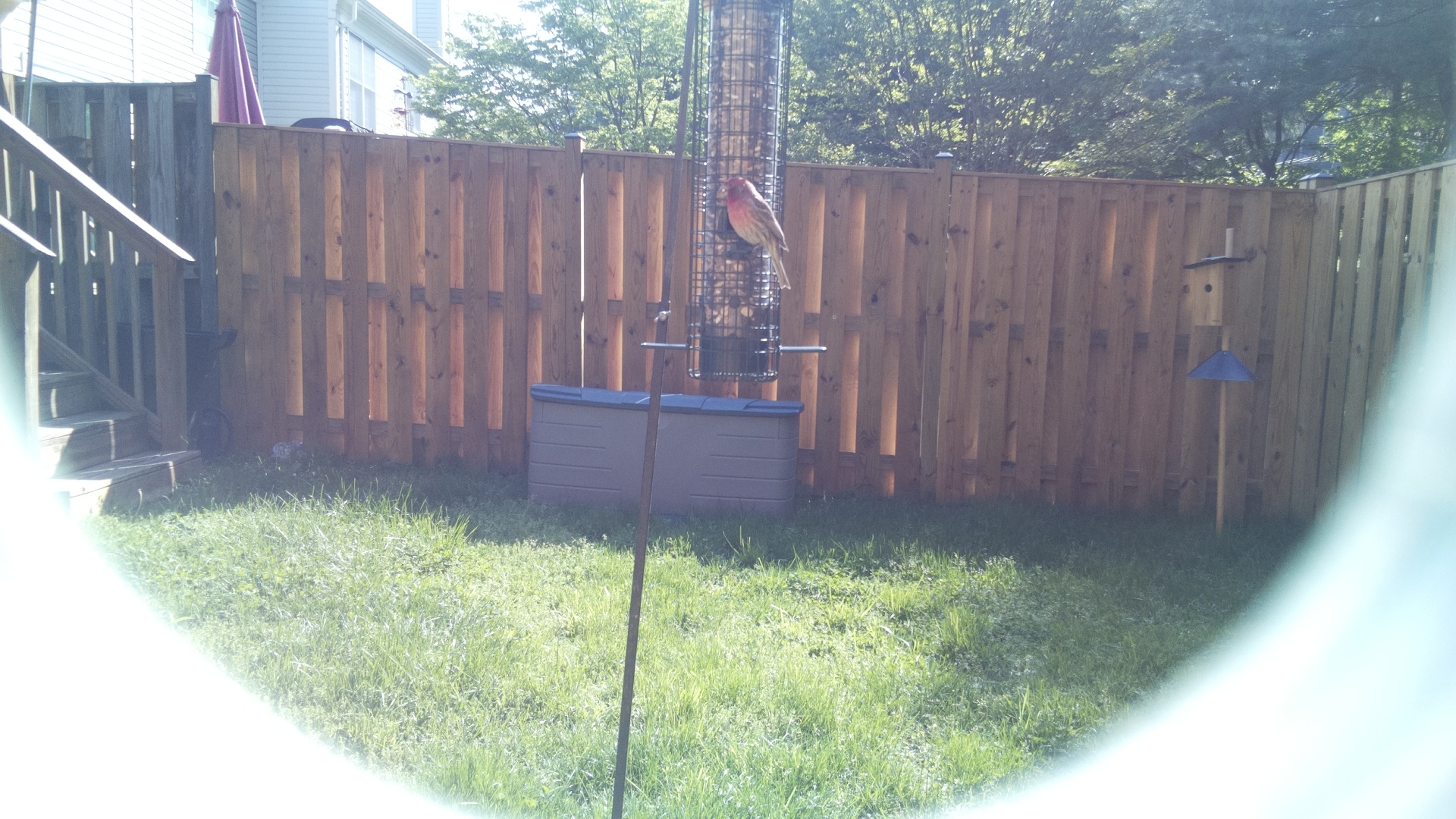 Purple Finch