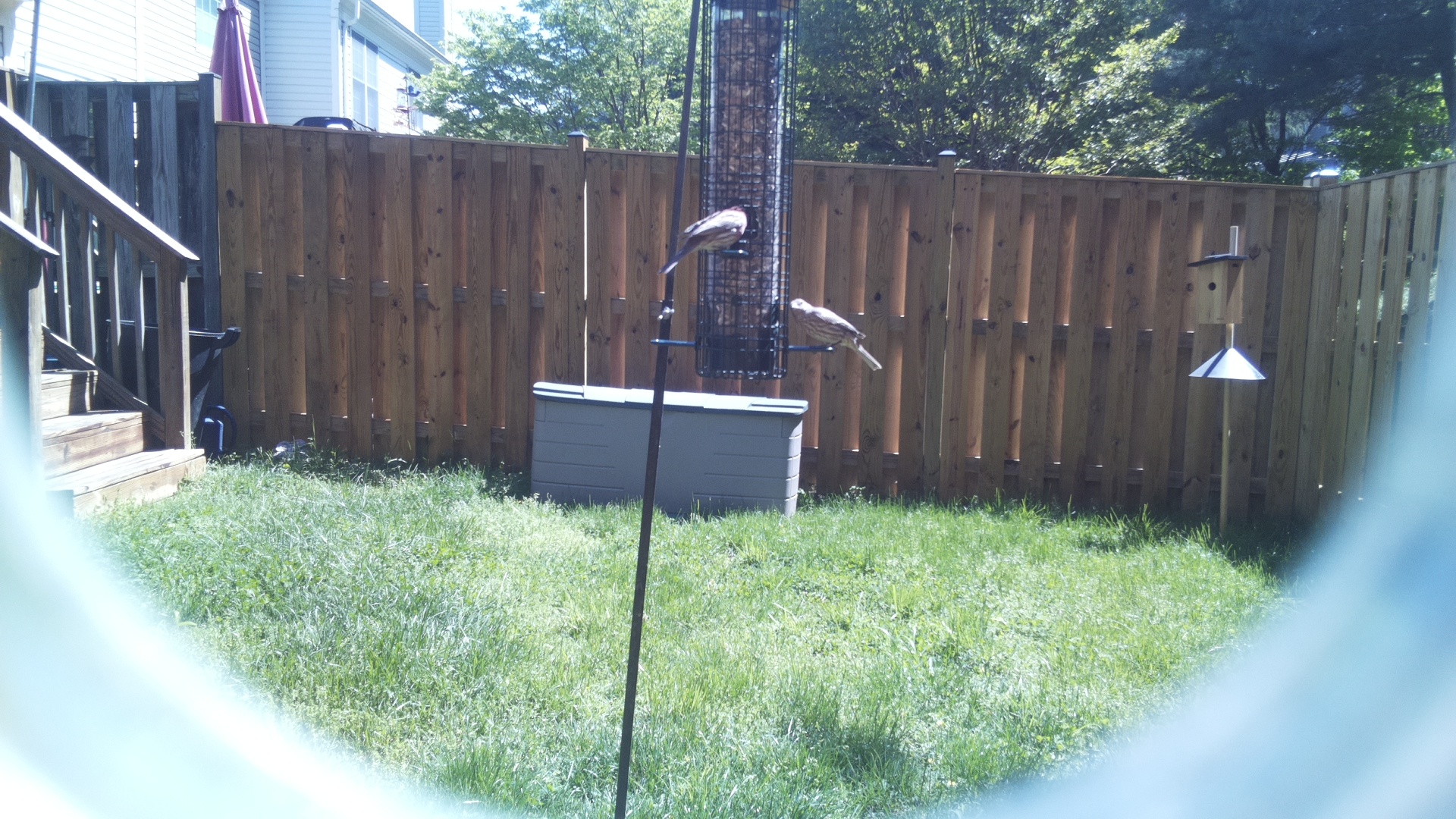 Jacobin Pigeon