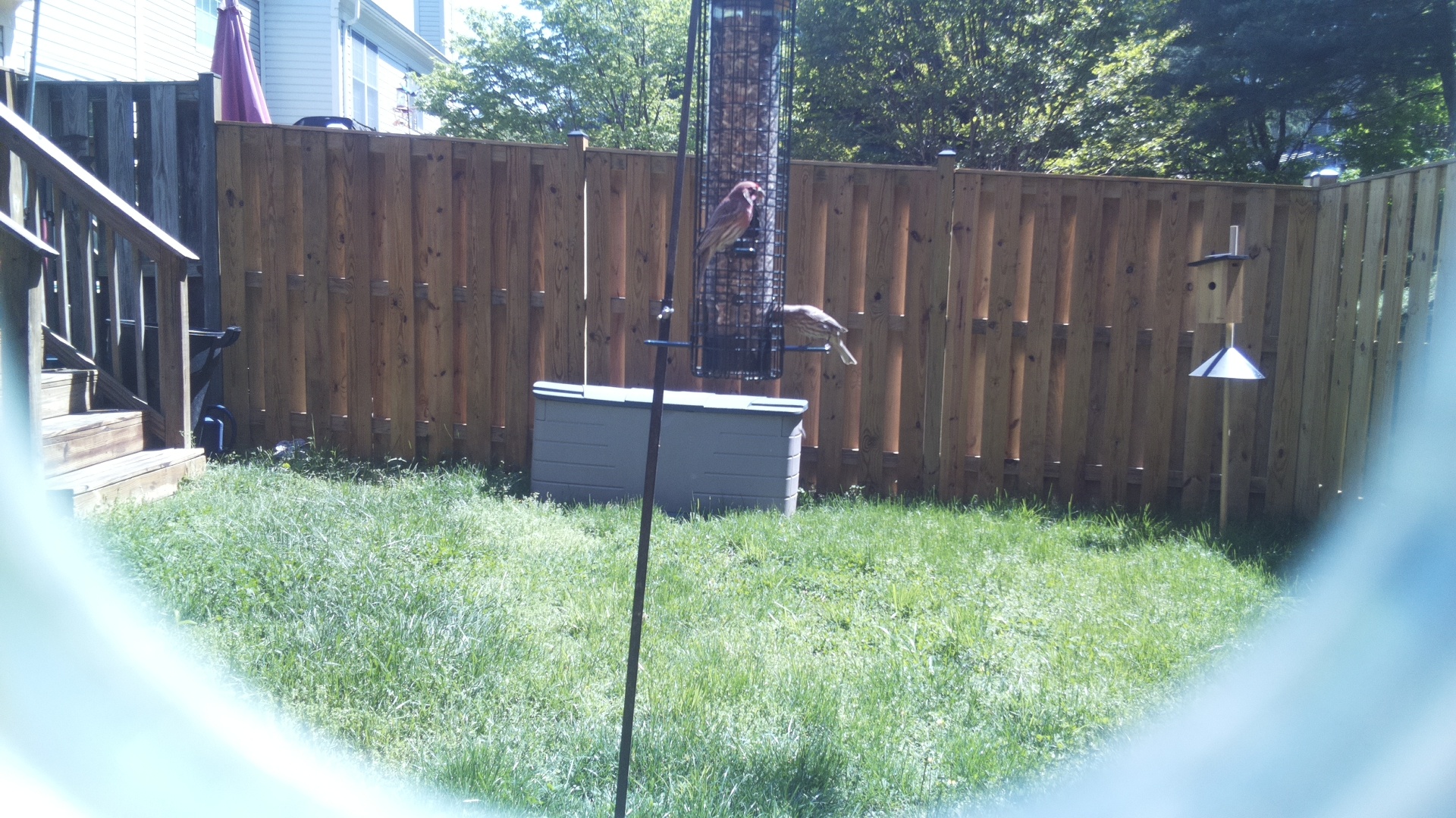 Jacobin Pigeon