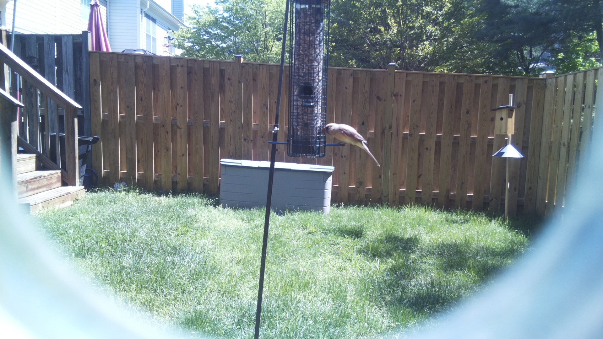 Lucifer Hummingbird