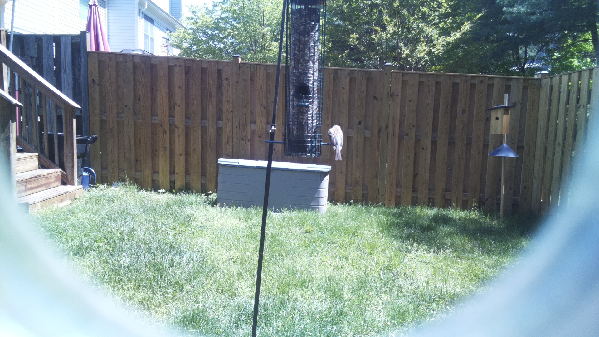 Jacobin Pigeon