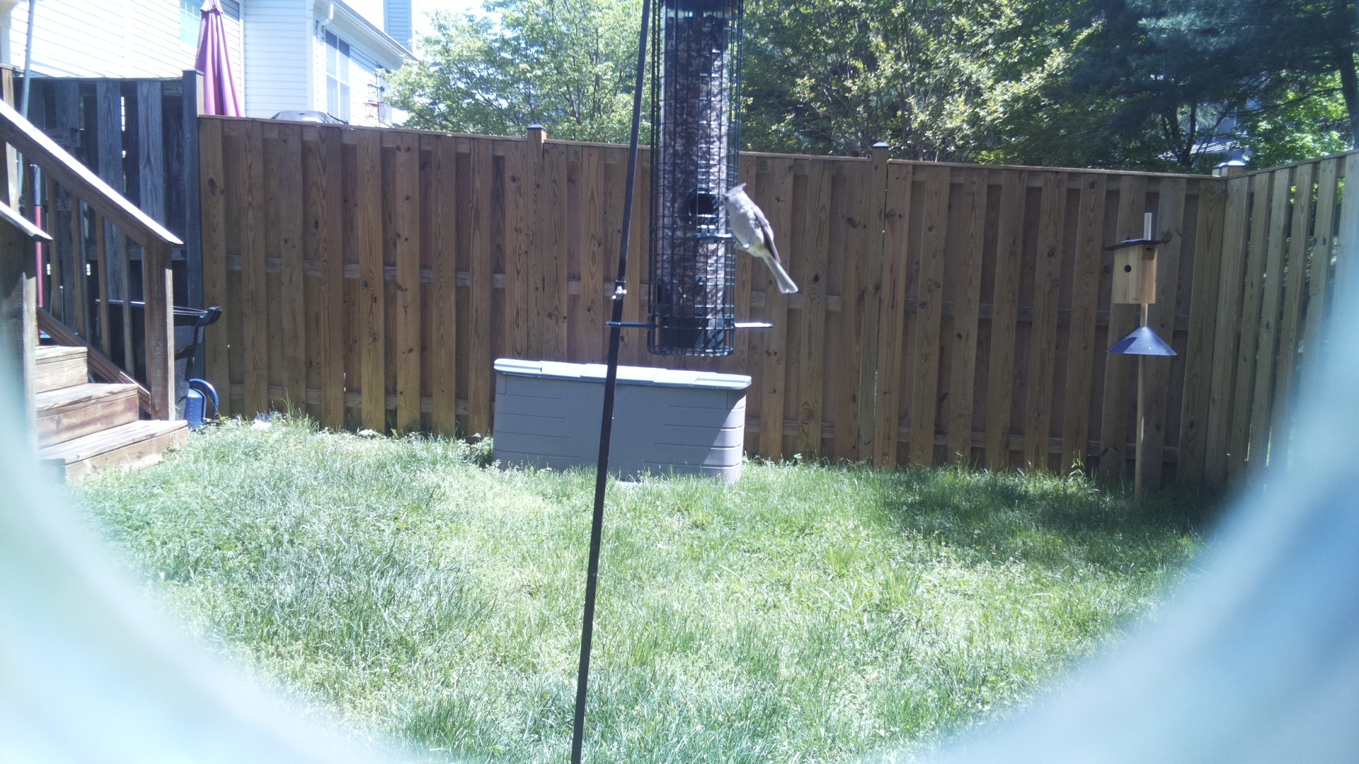 Grey Cuckooshrike