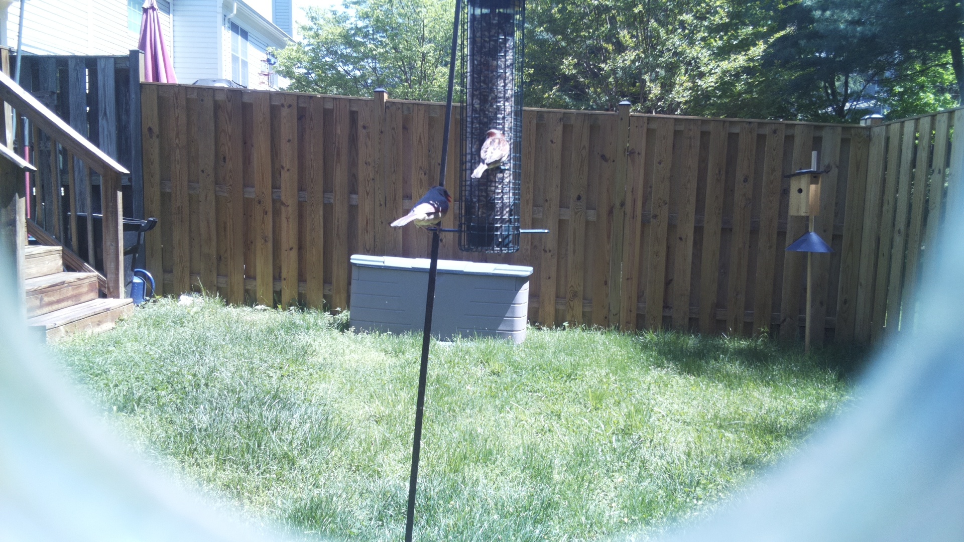 Jacobin Pigeon