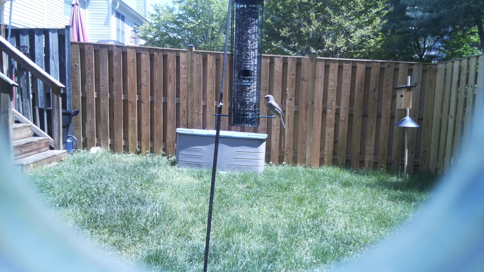 Grey Cuckooshrike
