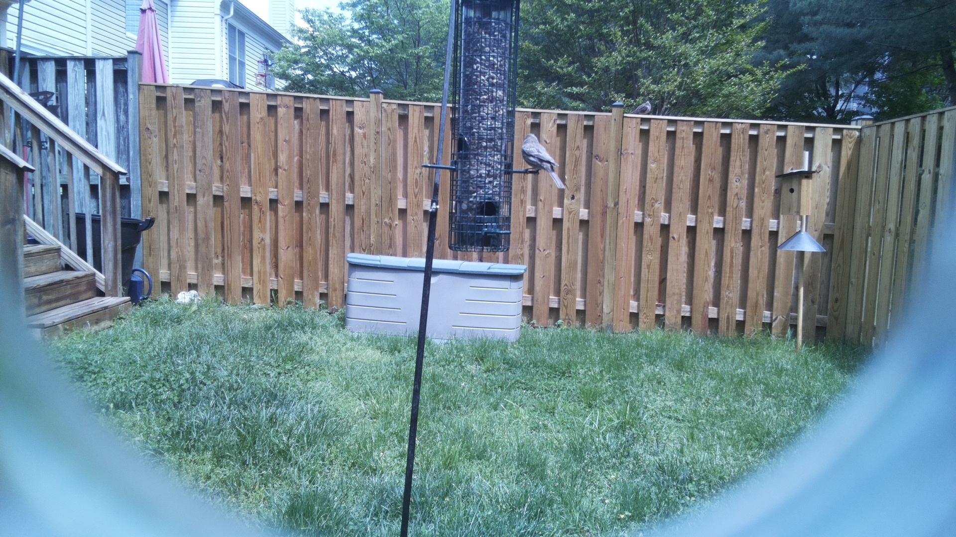 Grey Cuckooshrike