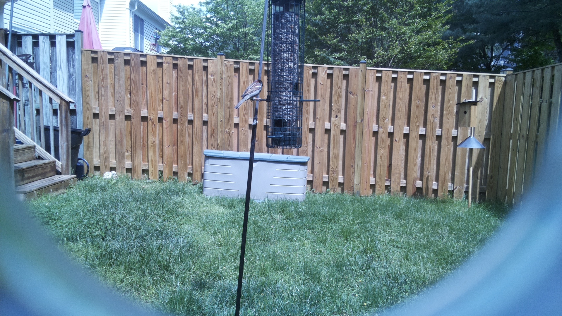 Lazuli Bunting