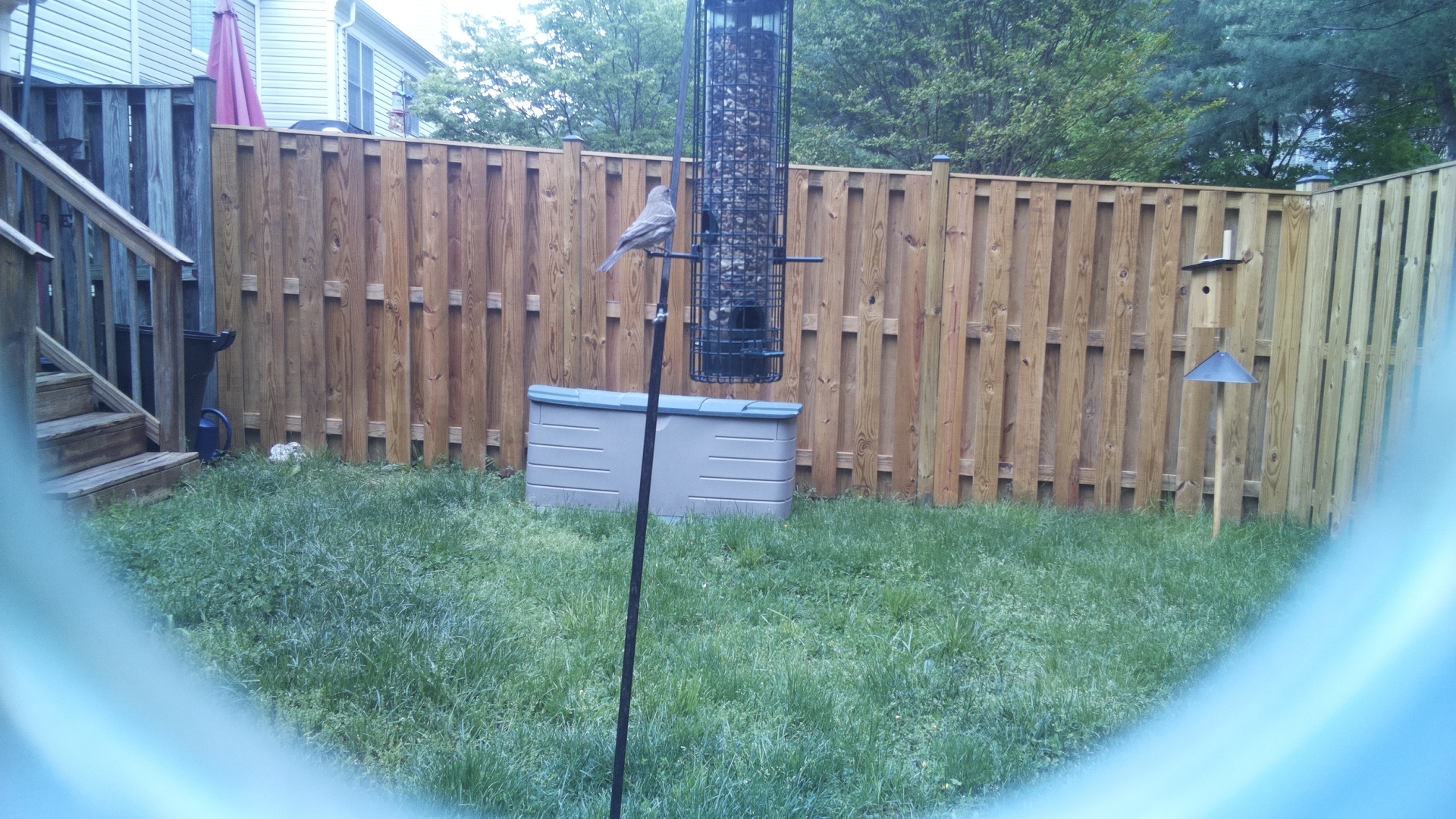 Grey Cuckooshrike