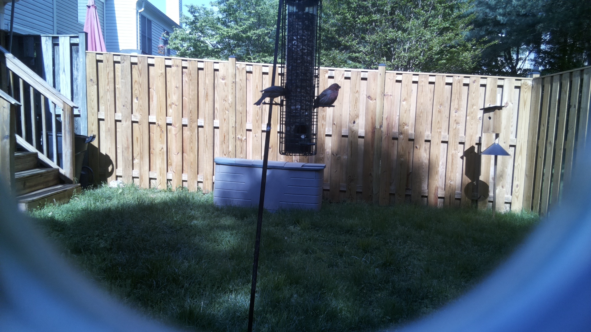 Asian Dollard Bird