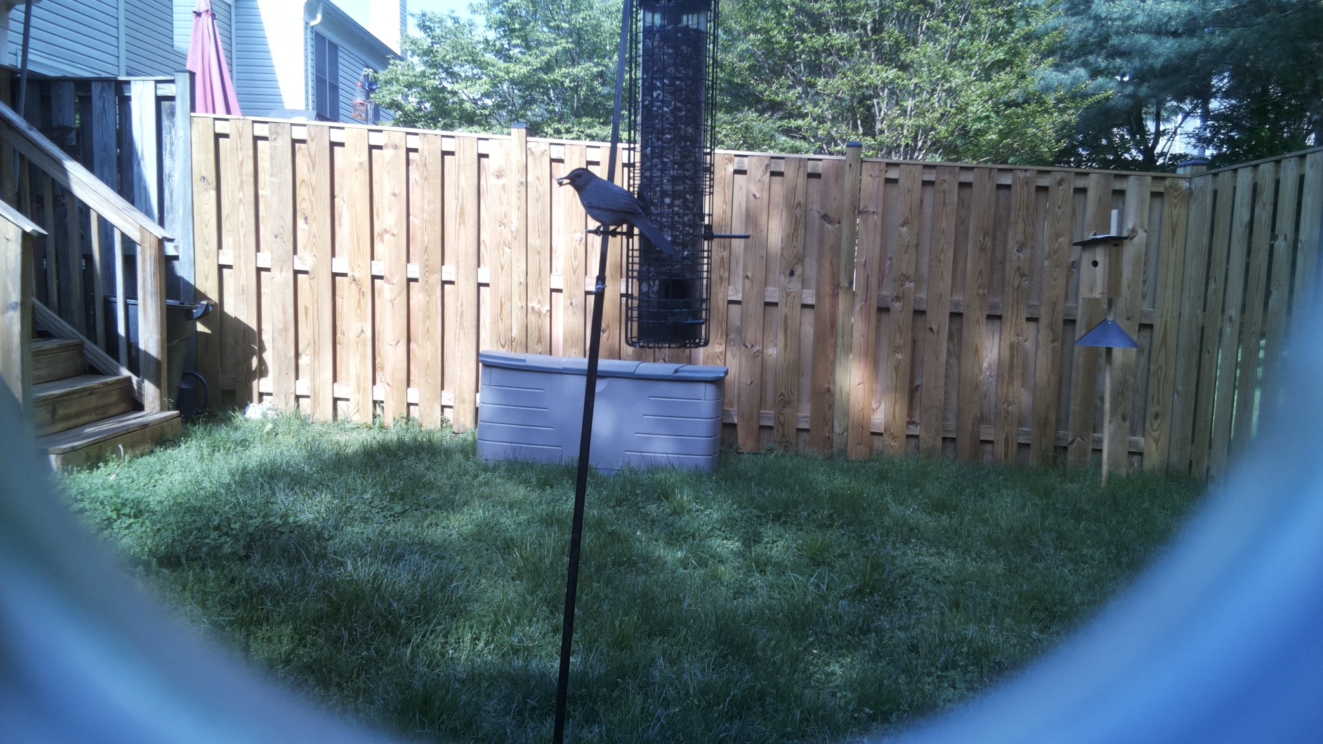 Grey Cuckooshrike
