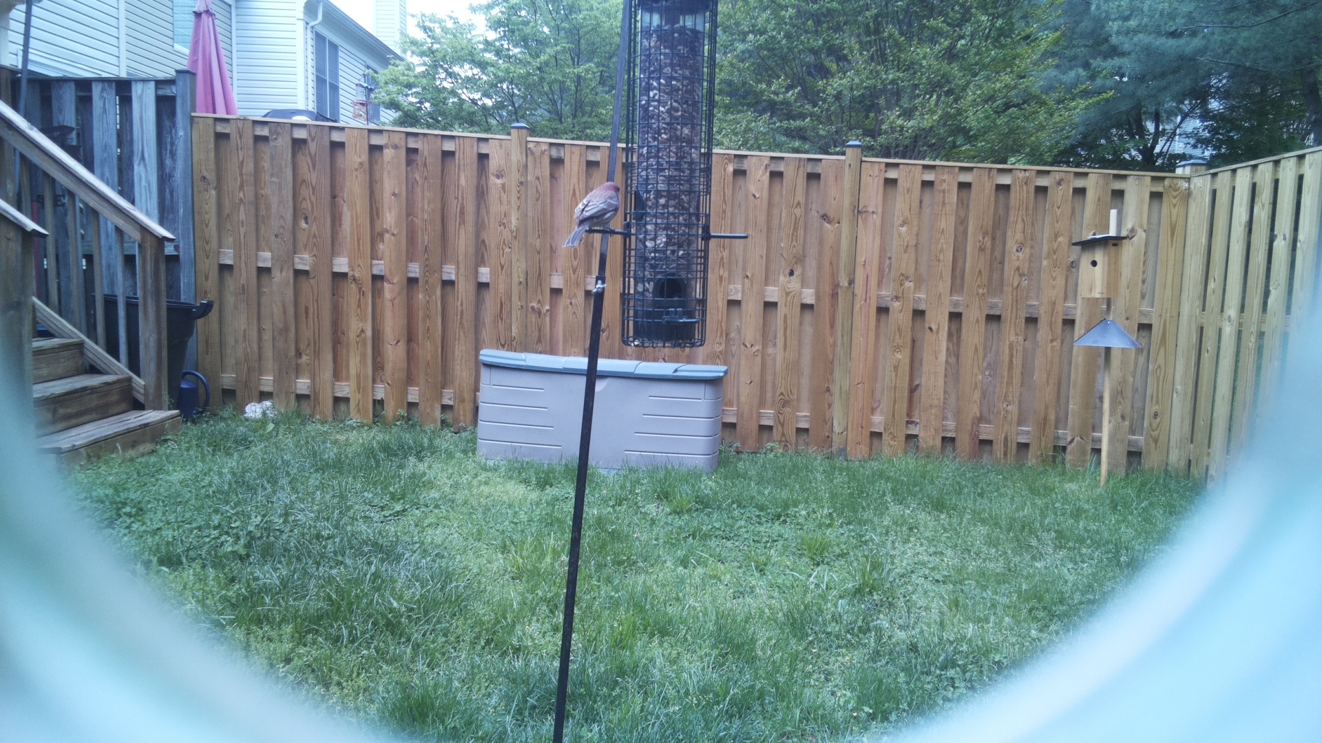 Grey Cuckooshrike