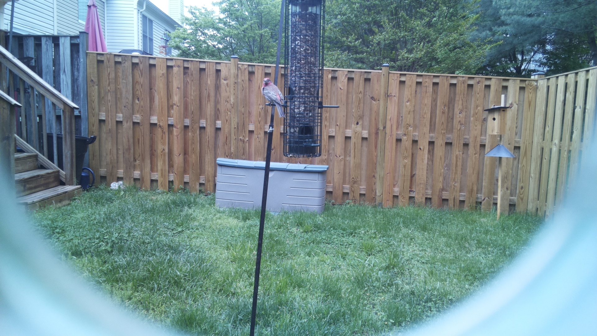 House Finch
