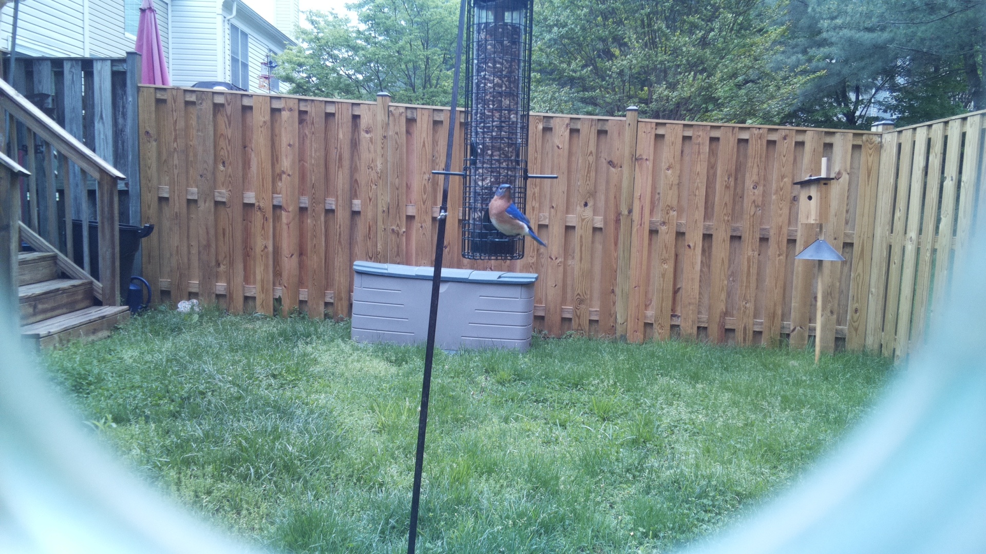 Eastern Bluebird