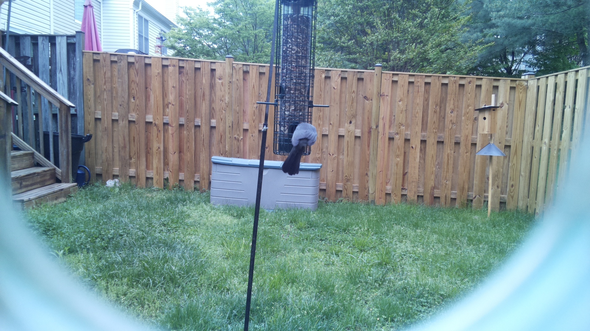Iberian Magpie