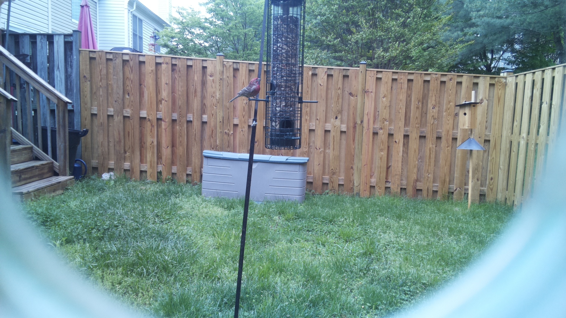 House Finch