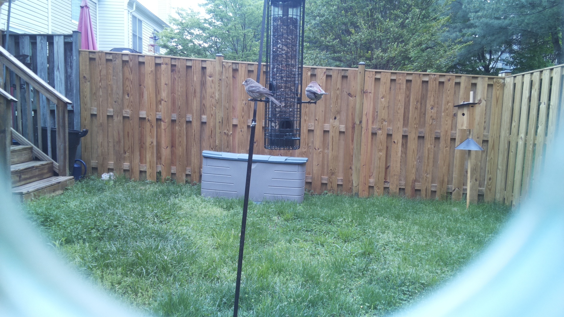 House Finch