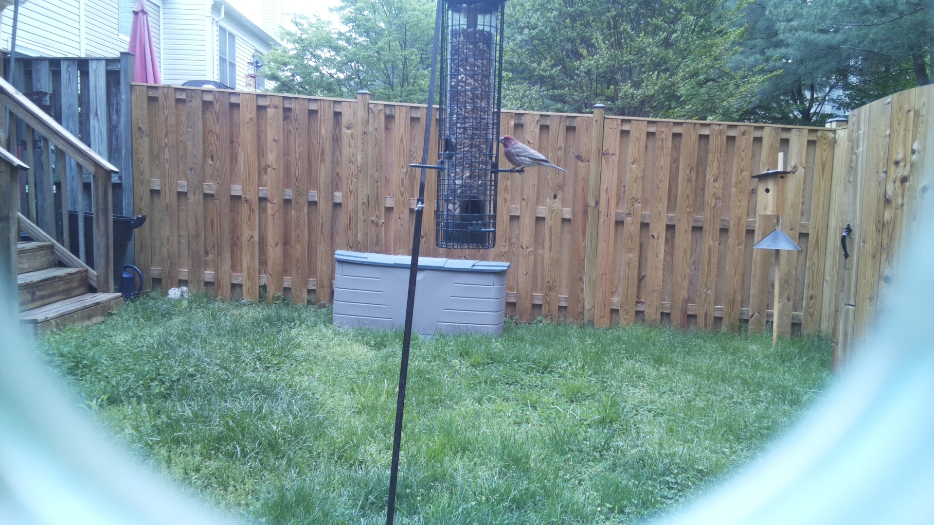 House Finch