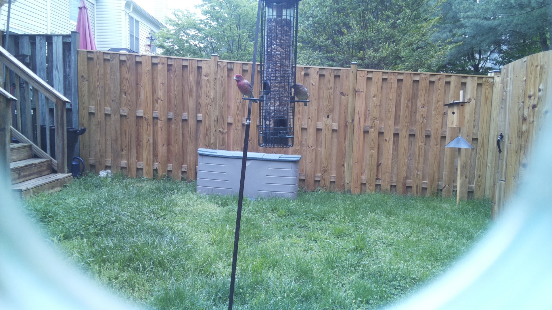 Purple Finch