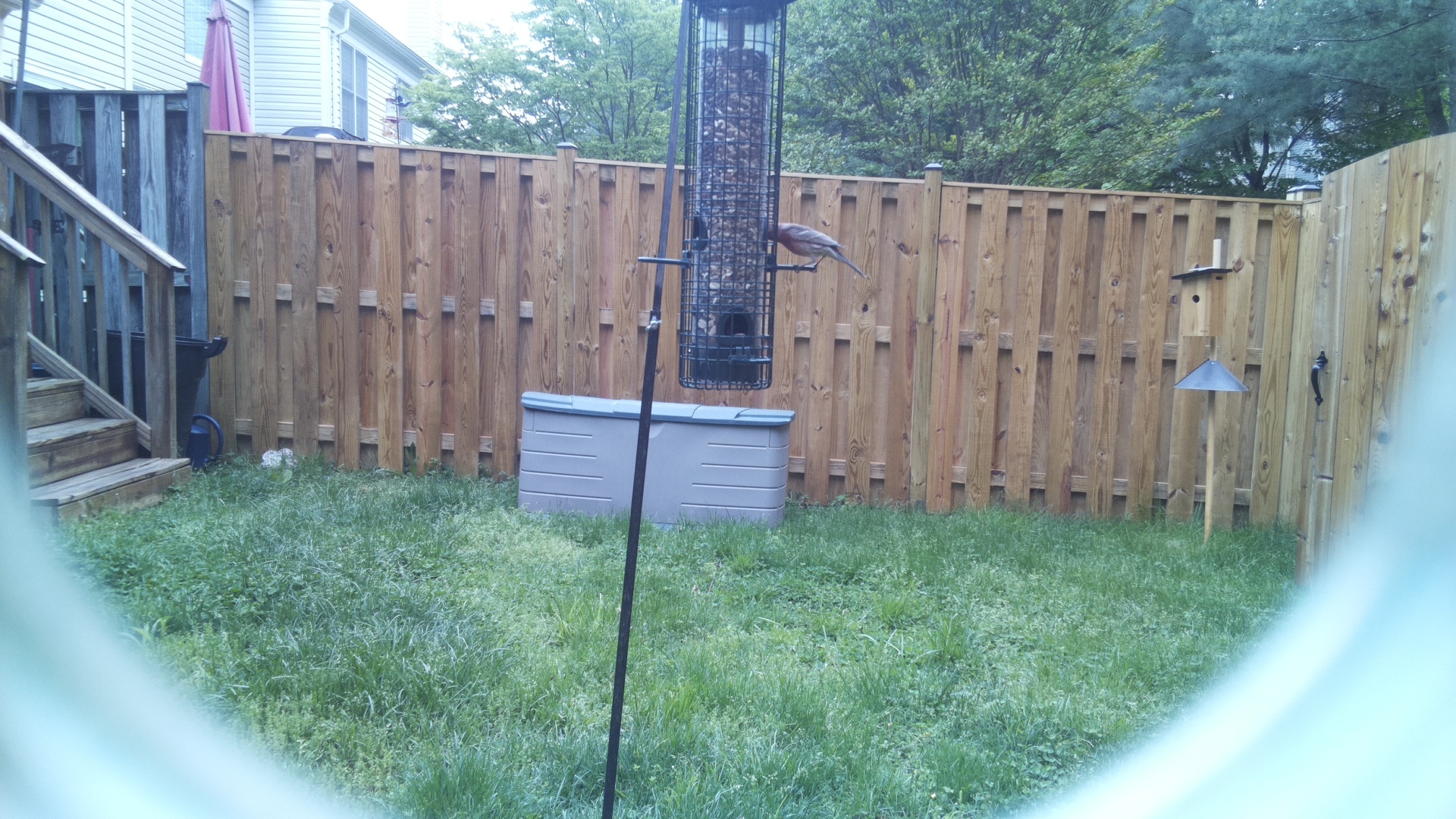 Blue Gray Gnatcatcher