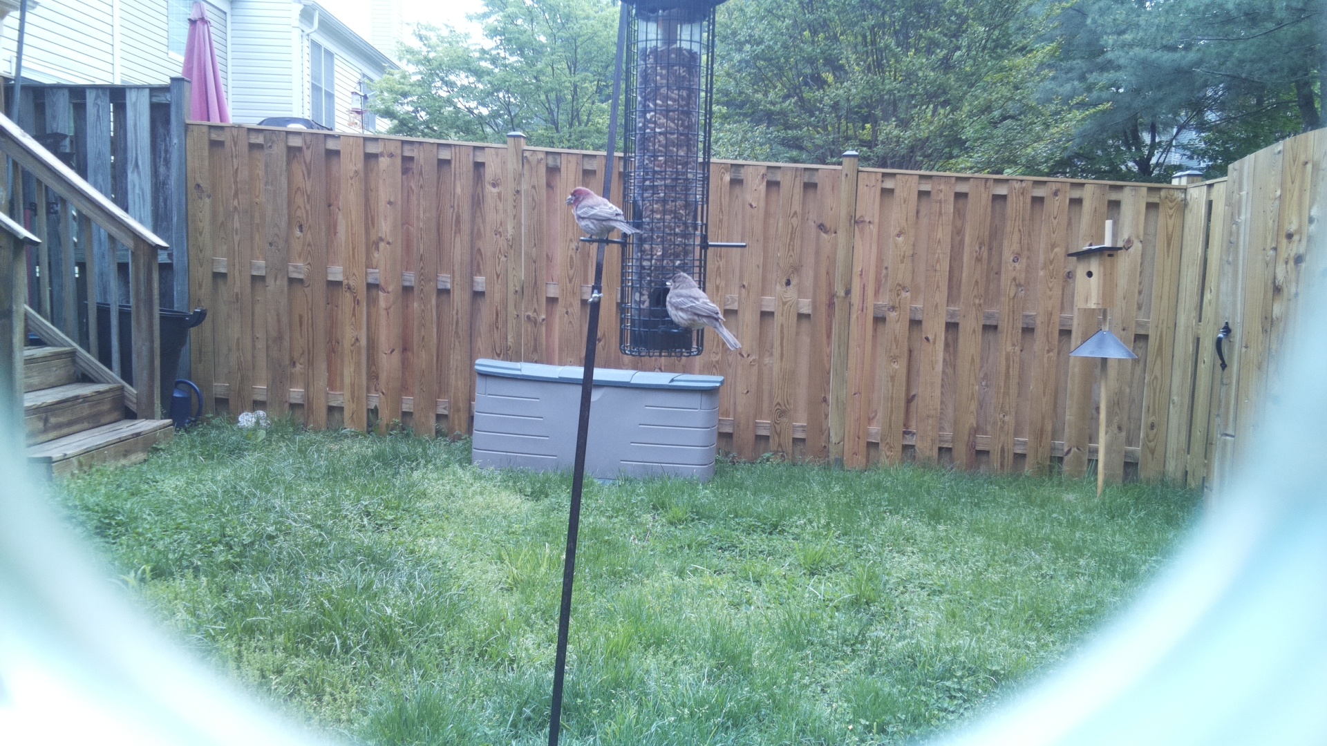 House Finch