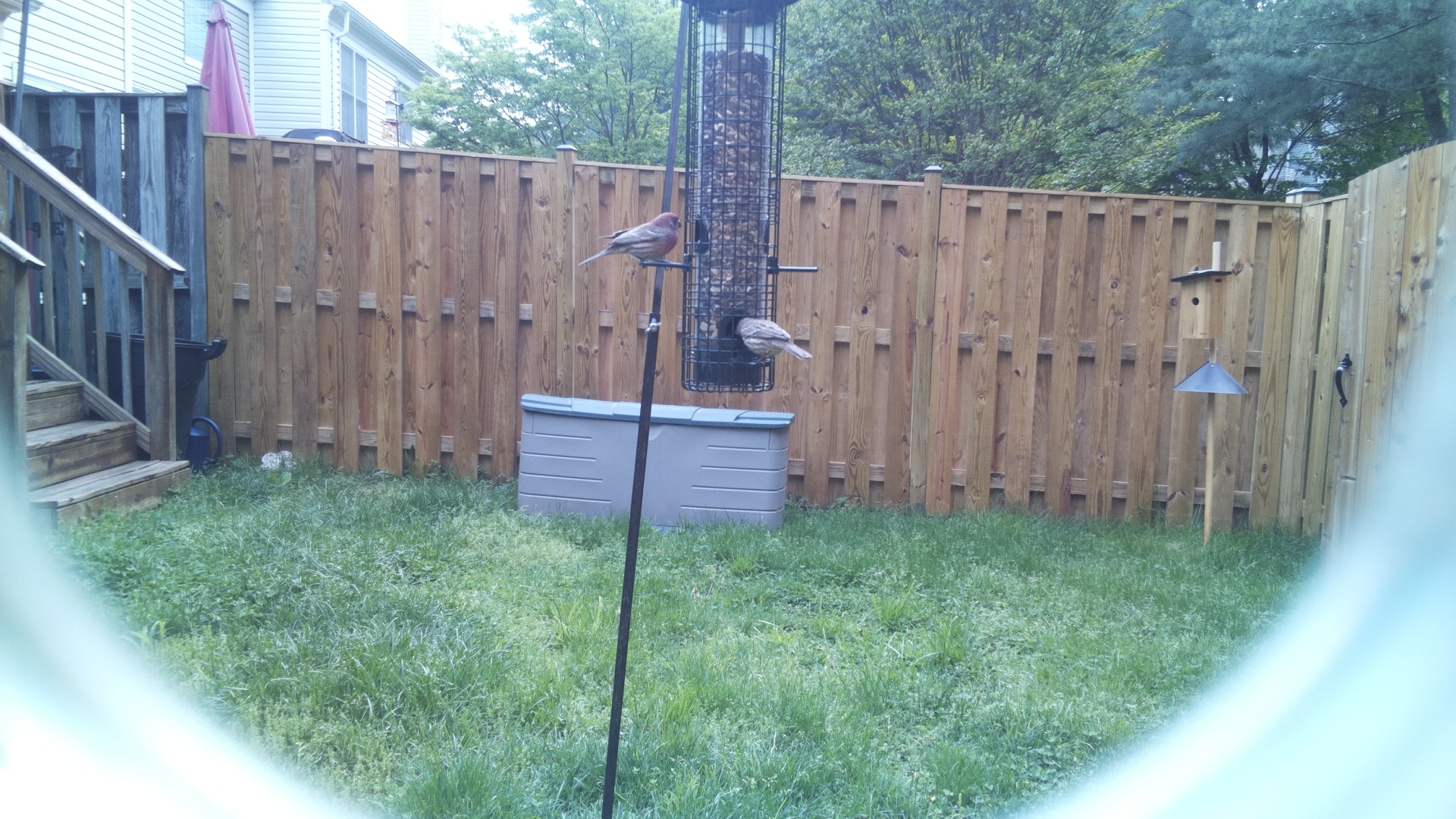 Jacobin Pigeon