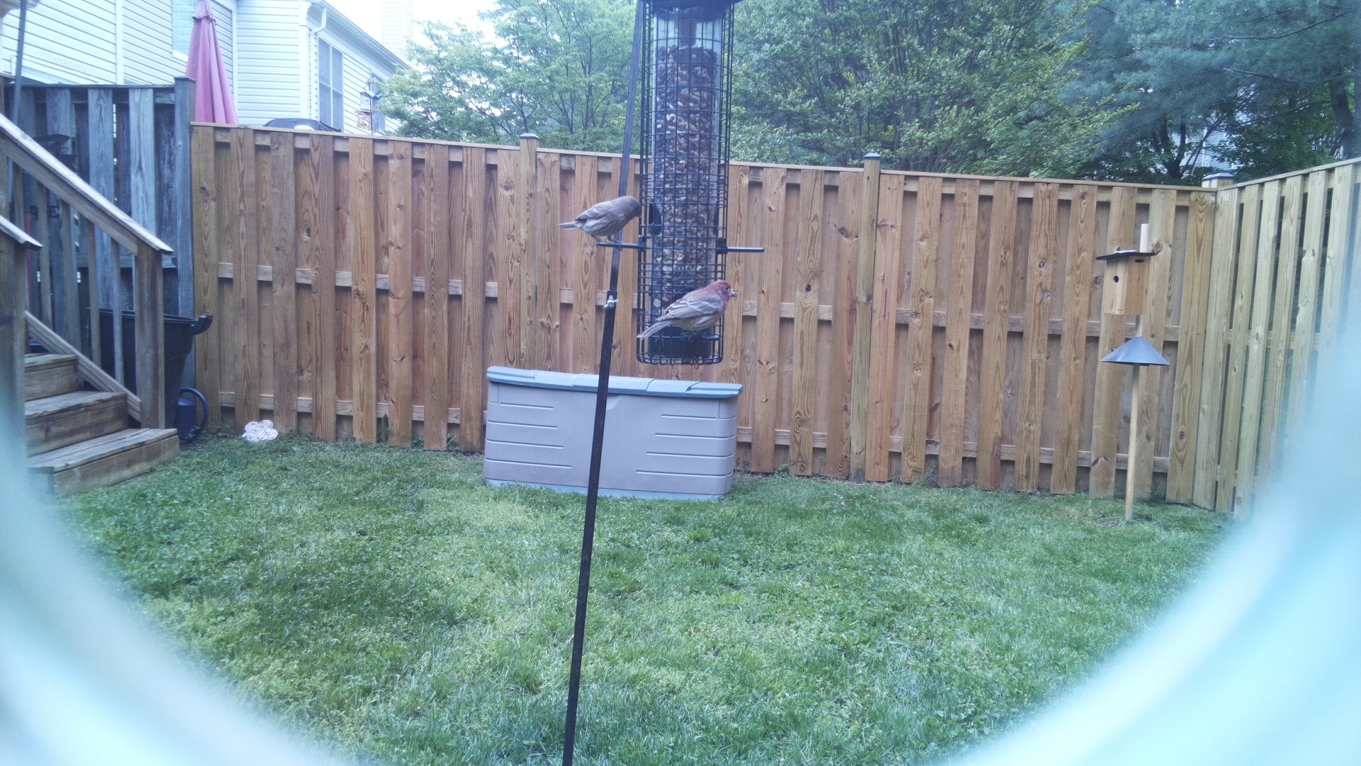 House Finch
