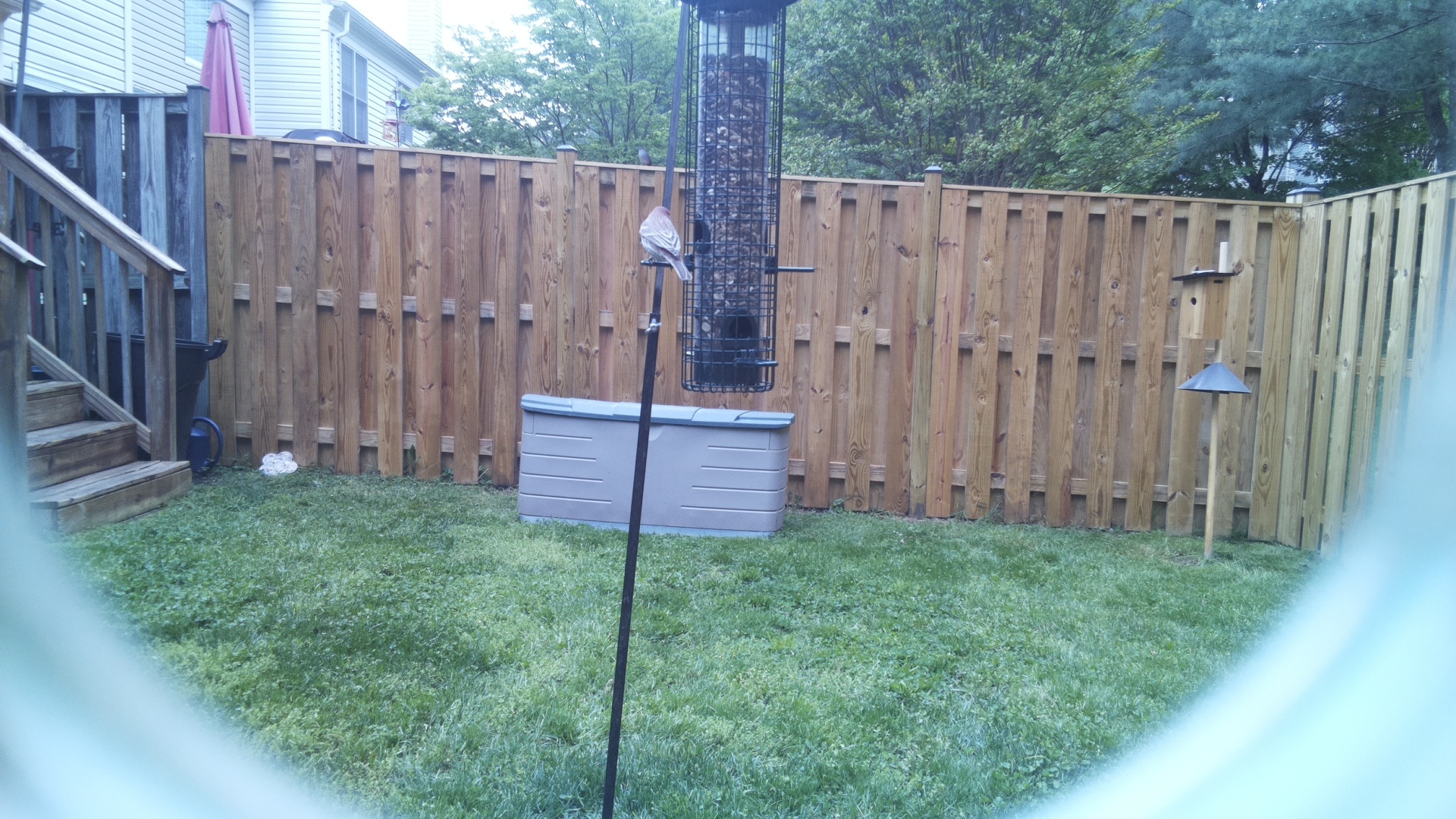 Blue Gray Gnatcatcher