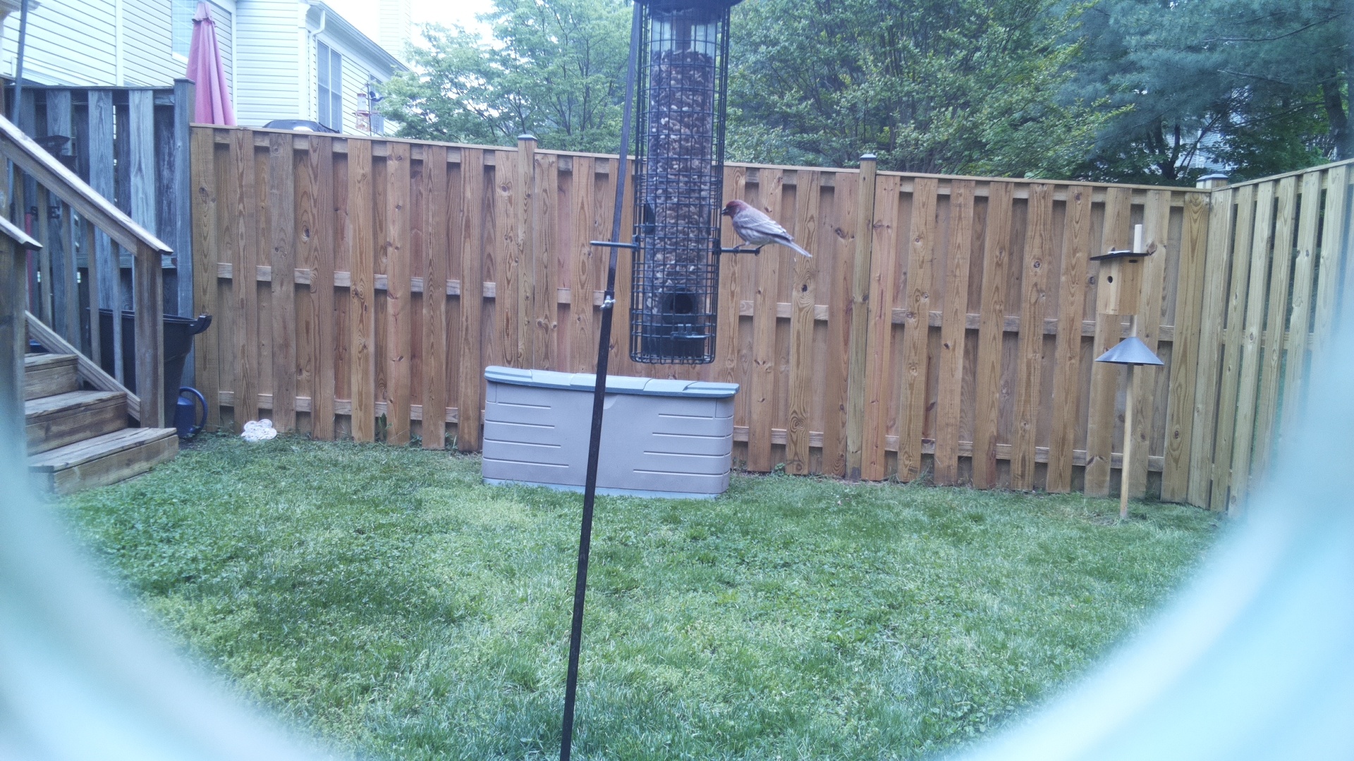 Grey Cuckooshrike