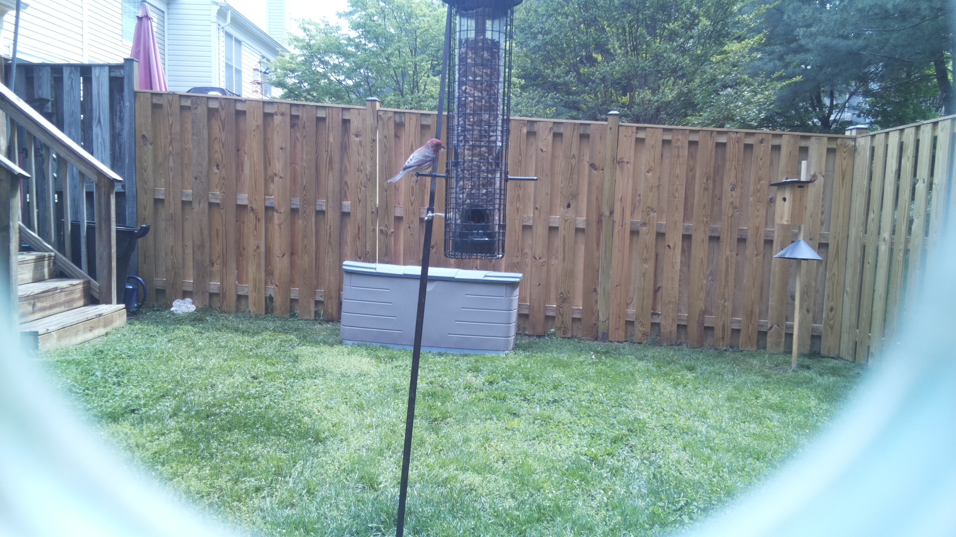 House Finch