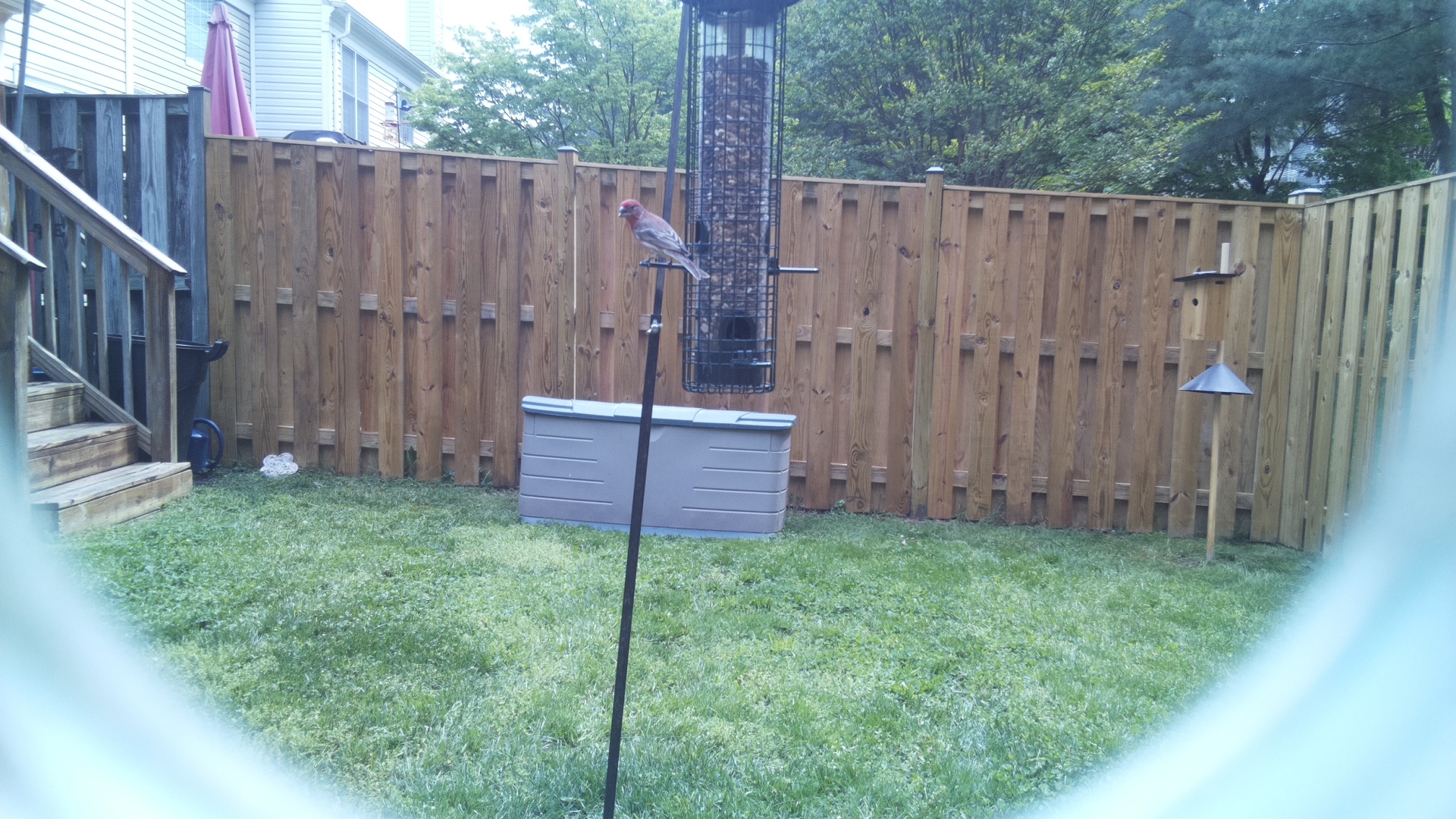 House Finch