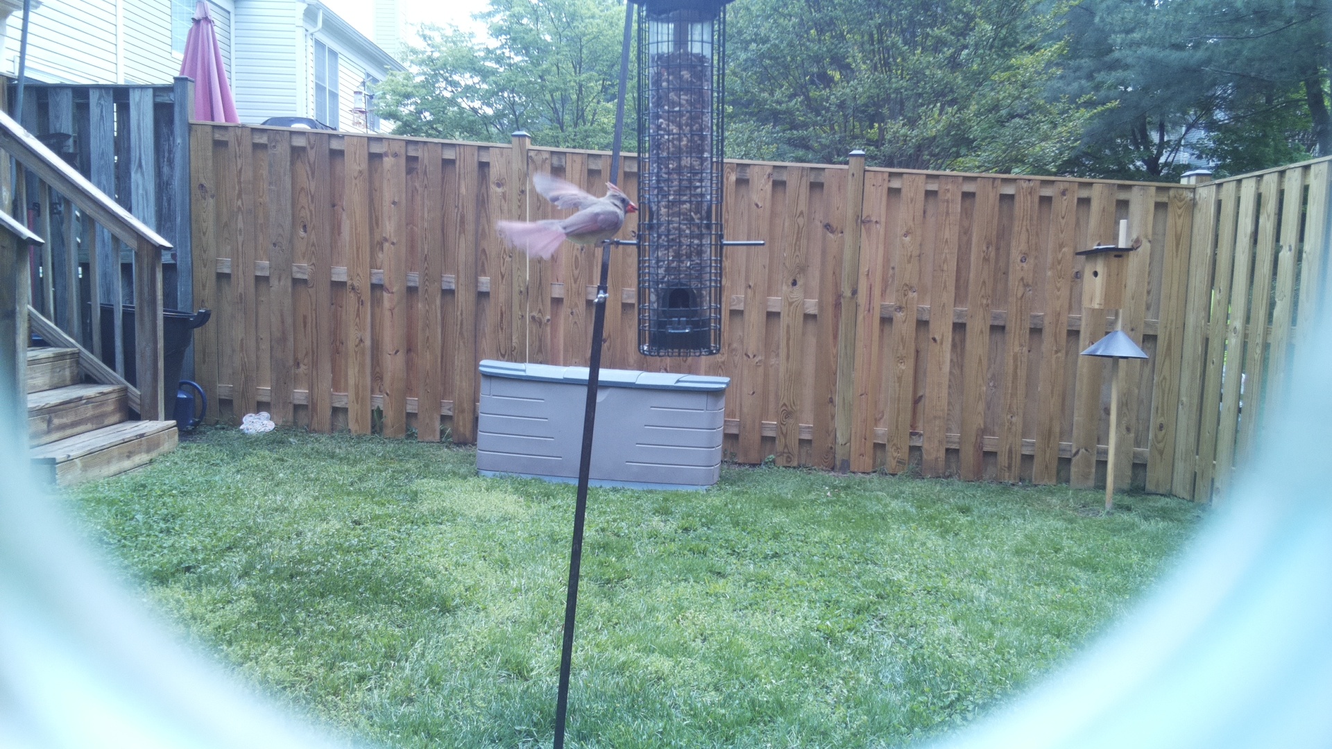 American Flamingo