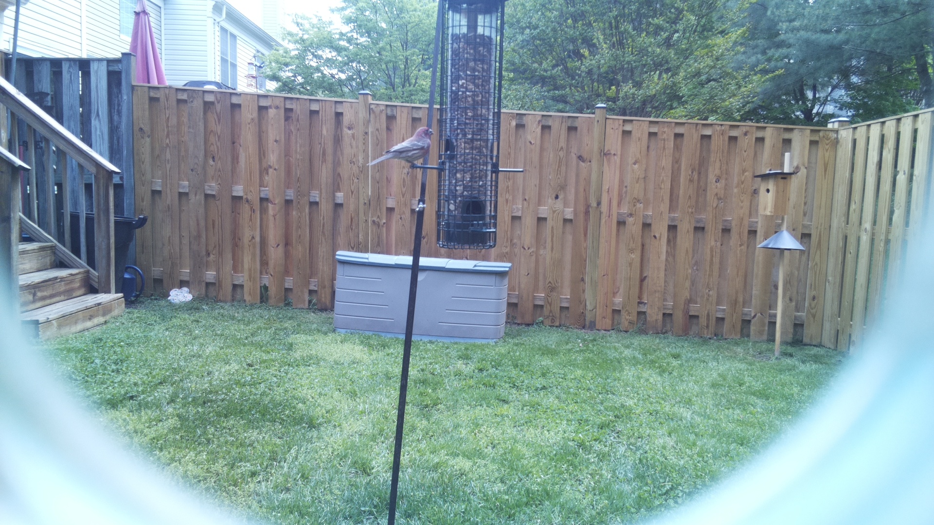 House Finch