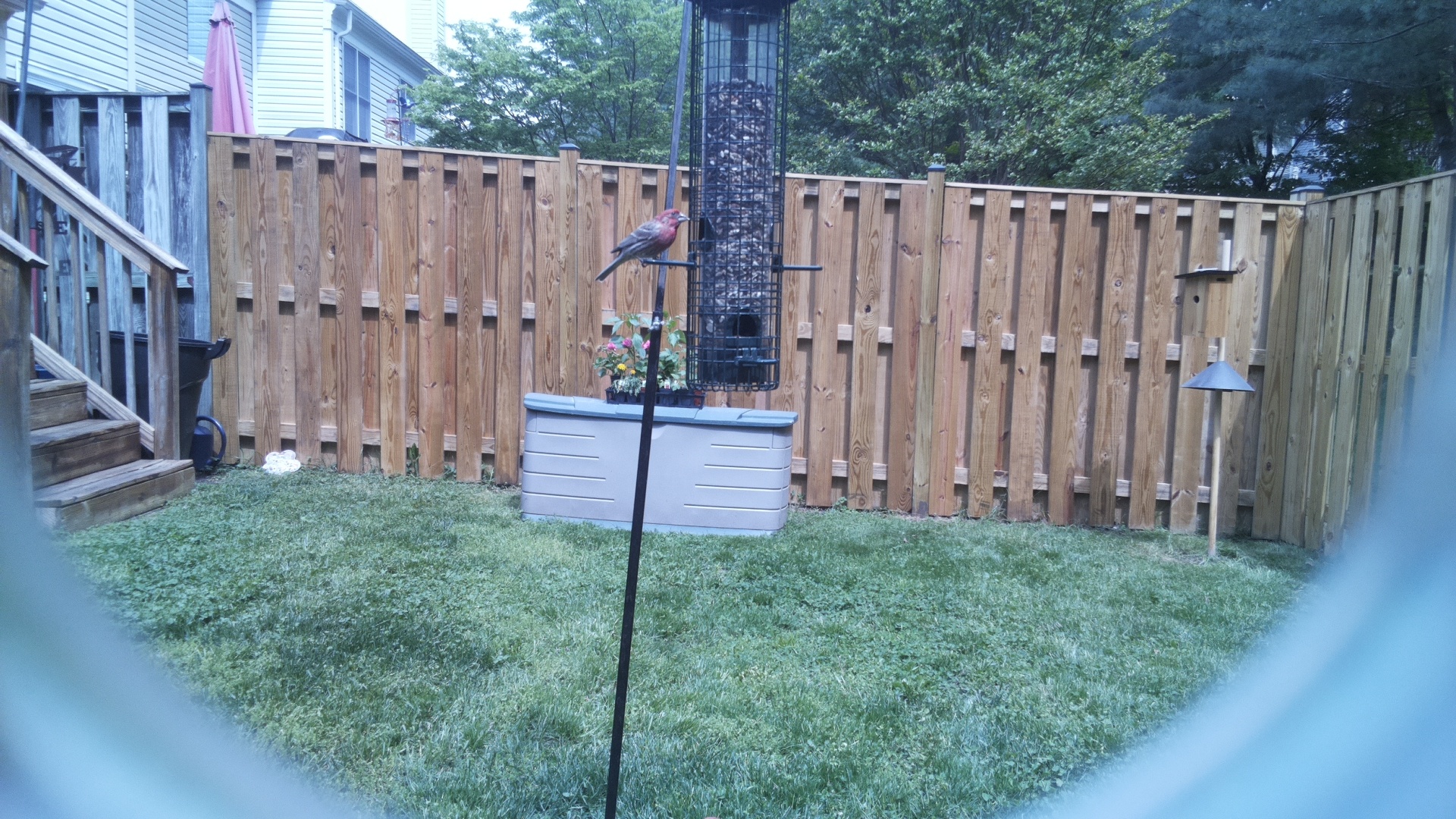 House Finch
